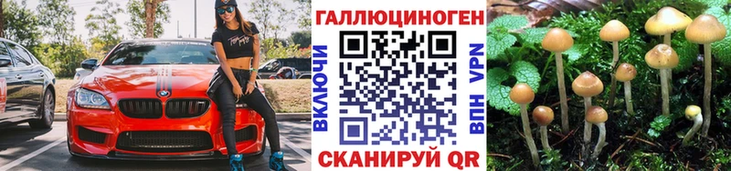 Купить  Шагонар  Галлюциногенные грибы GOLDEN TEACHER 